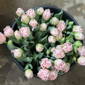 Valentines Day Tulips